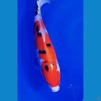 40cm taiso sanke f