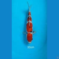 Sanke 32cm