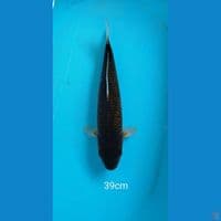Cagoi 39cm
