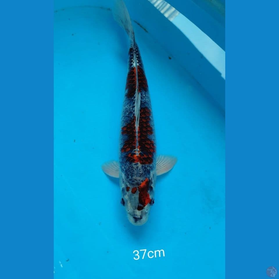 Beni ginga 37cm