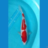 kohaku original 31 cm