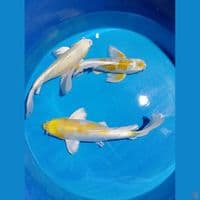 kumpaiy 45 47 55cm