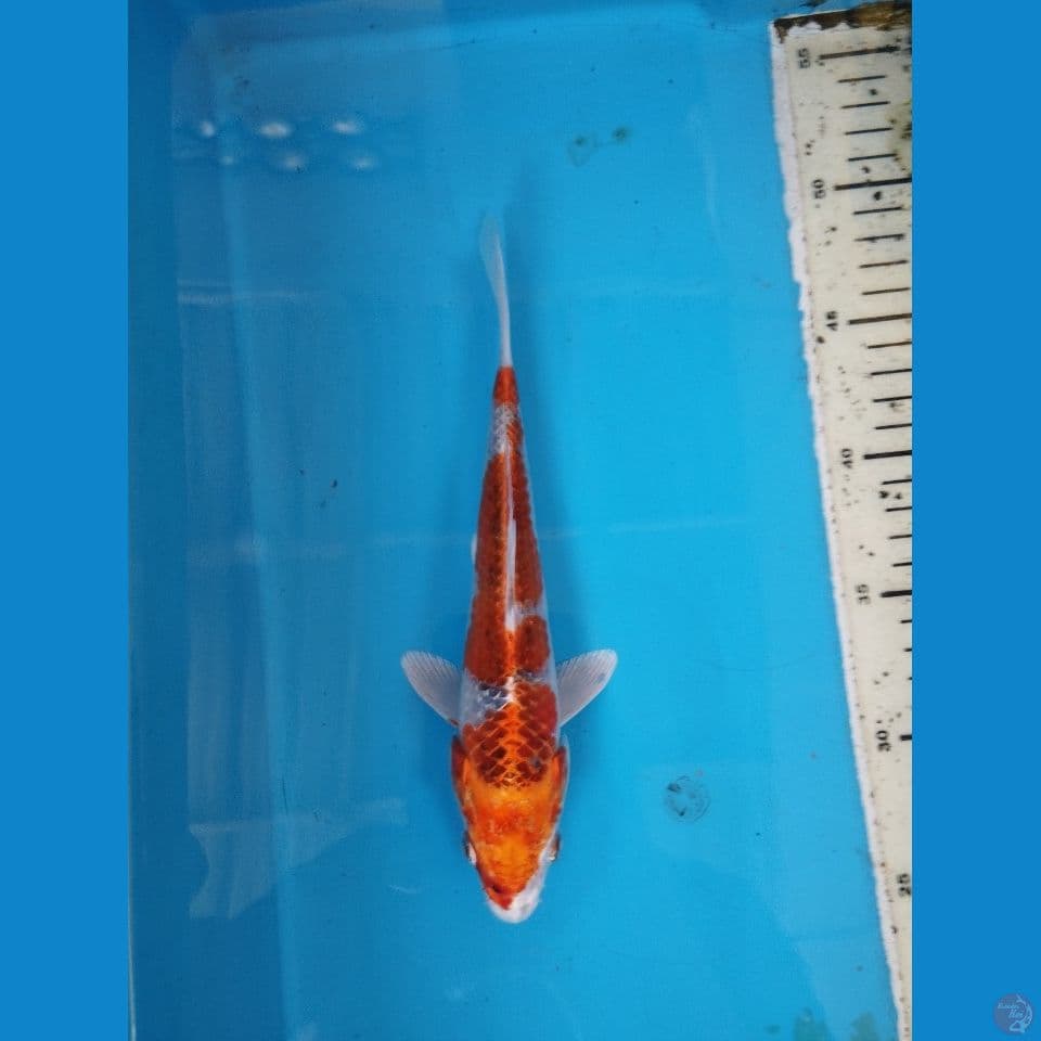 kujaku 24cm