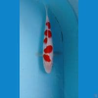 kohaku, 23 cm