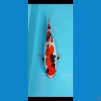 SQ showa doitsu 27 cm 