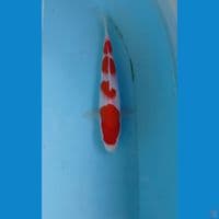 kohaku, 21 cm