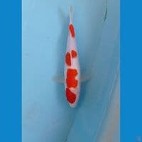 kohaku, 26 cm