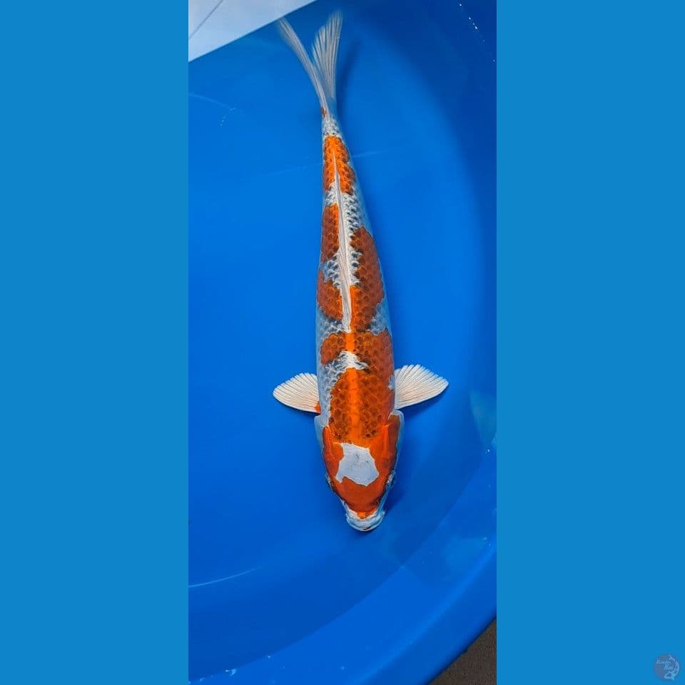 kujaku HQ 36cm