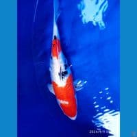 indukan sanke ginrin mantab ori 40cm