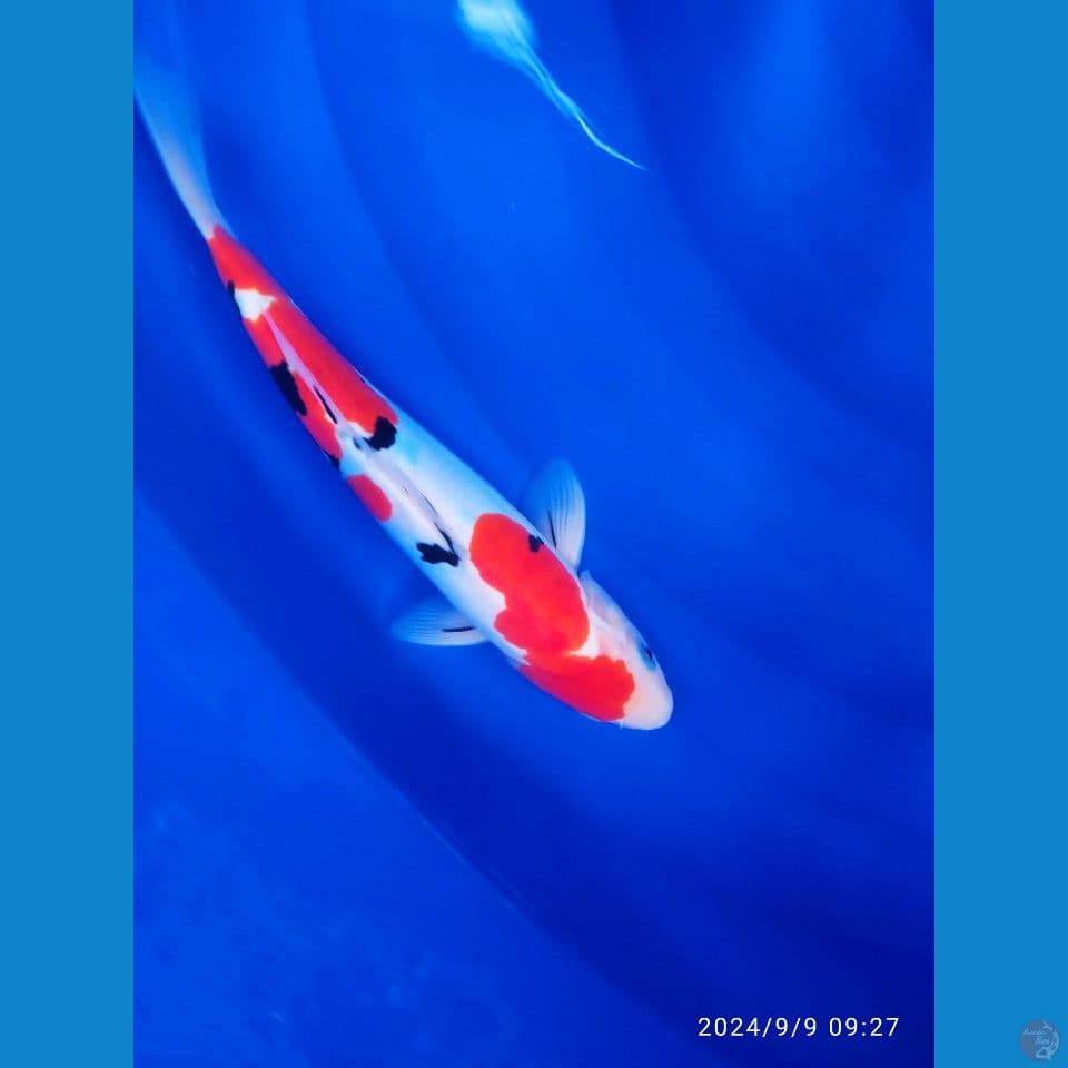 doitsu sanke 32cm. jantan
