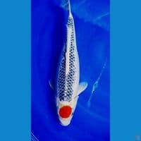 38cm tanco goshiki racing f
