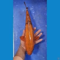 35cm chagoi utsuri