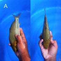EDISI KHUSUS • 25CM • MUNUK JUMBO TOSAI