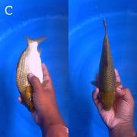 EDISI KHUSUS • 26CM • MUNUK JUMBO TOSAI