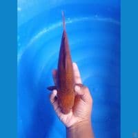 PENJINAK • 30CM • CHAGOI TEMBAGA