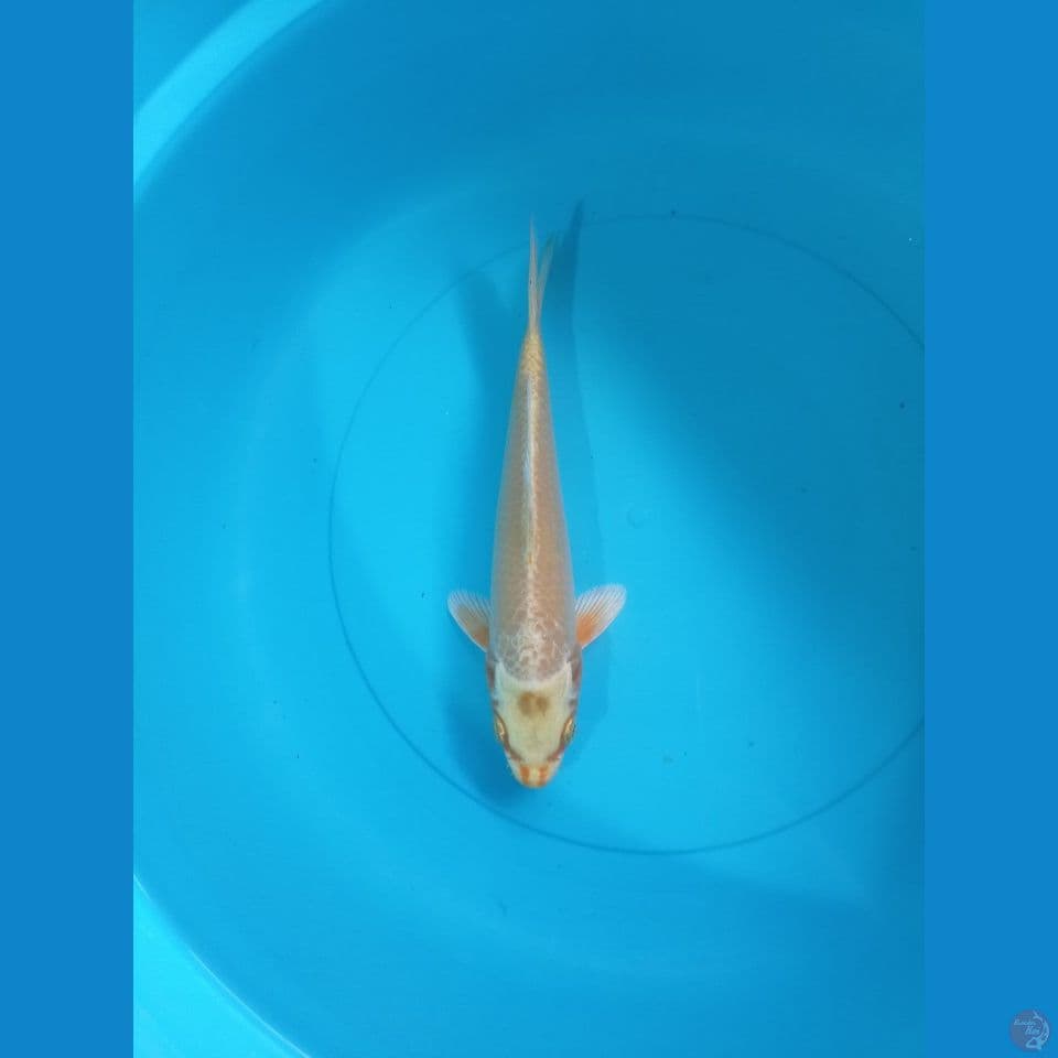 CS 1 • OGON • 22 CM