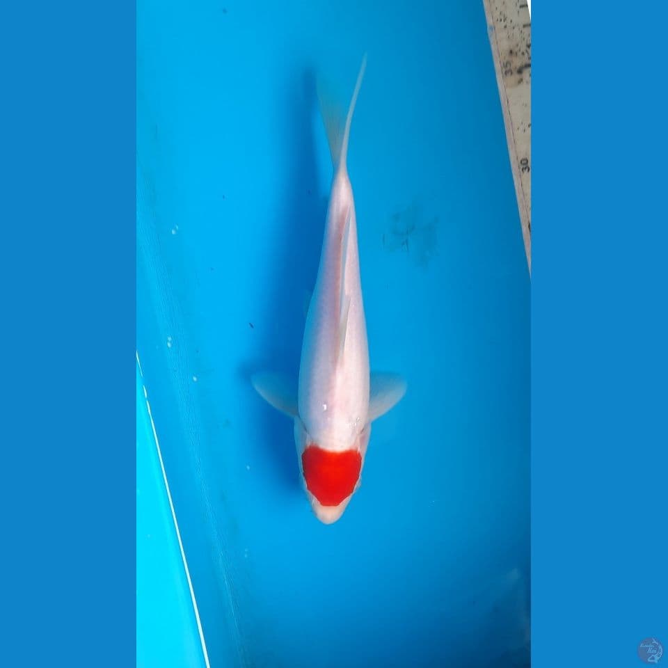 t kohaku