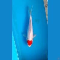 t kohaku 