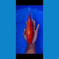 akahajiro tembus perut 33 cm