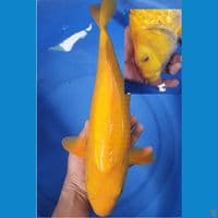 karasi mata merah 43cm