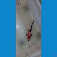showa doit 24 cm ori