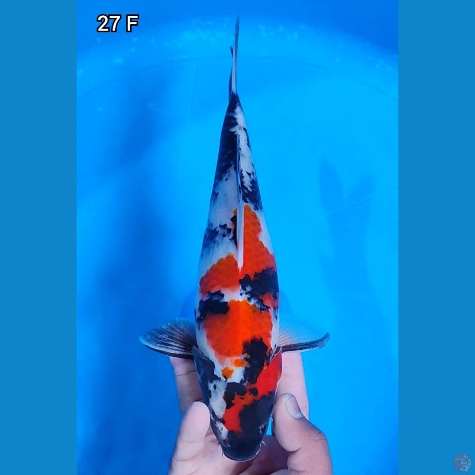 Showa Original Mantap 27cm Betina