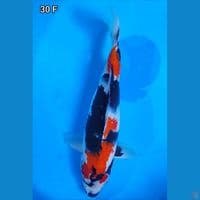 Showa Original Joss 30cm Betina 