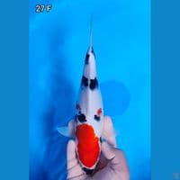 Showa Rare Original 27cm Betina (3 warna terpisah)