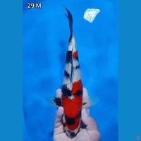 Showa Original 29cm Jantan (Merah Strong)