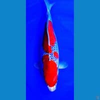 42cm goshiki racing f