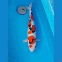 SQ SANKE GINRIN PADAT 39cm