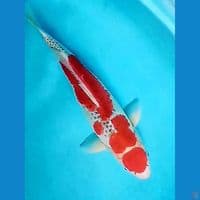 42cm maruten goshiki fm