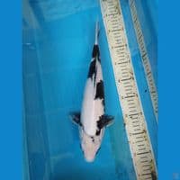 shiro jantan 38cm
