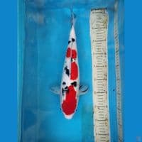 sanke betina 39cm