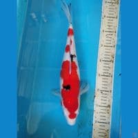 sanke 38cm betina