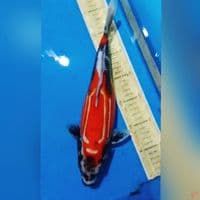 Antikque 34cm