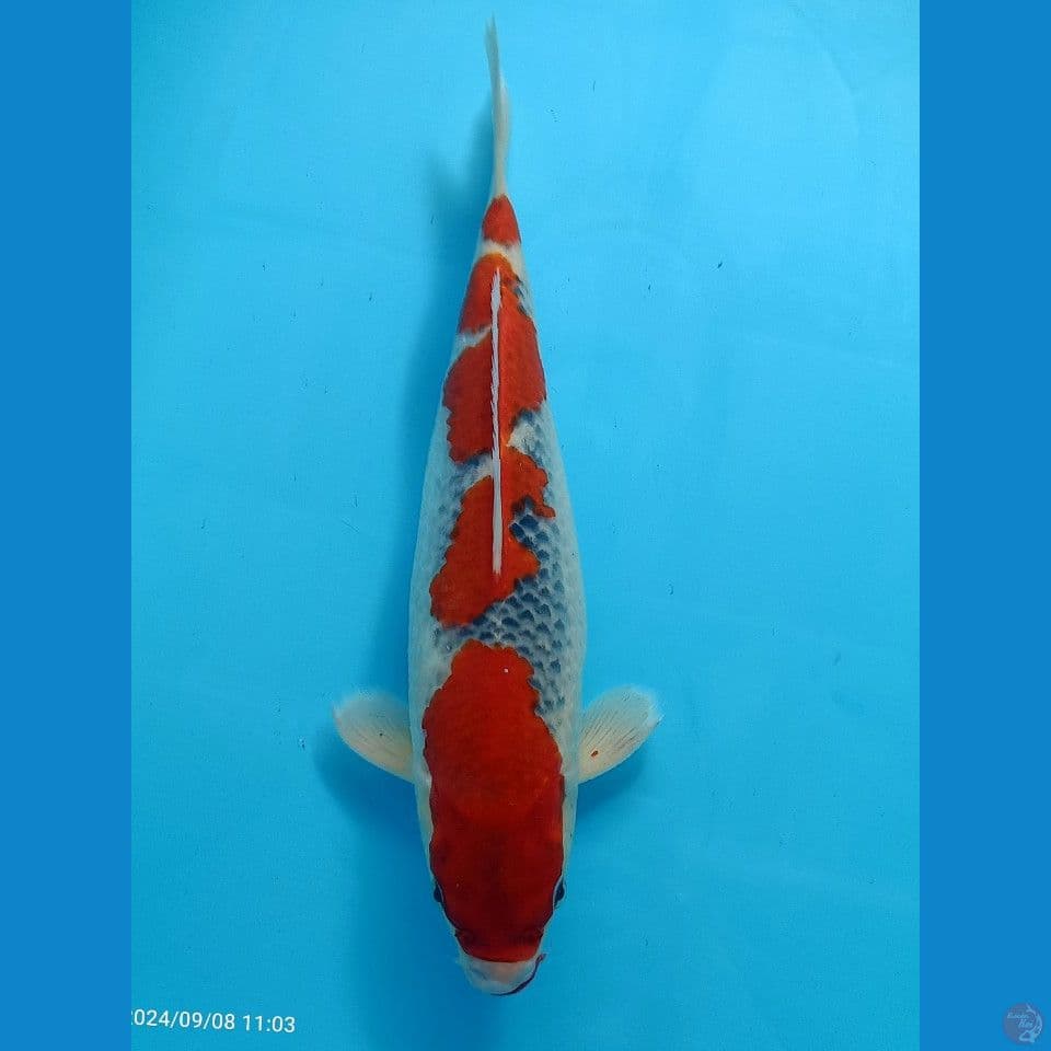 GOSIKI 36 CM