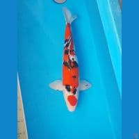 MARUTEN SANKE 46cm