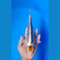 TC kujaku size : 25cm
