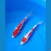 kohaku doit sisik size : 22 23cm