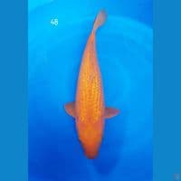 karasi mango ginrin 