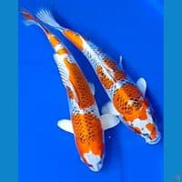 kujaku size 30cm 2ekor