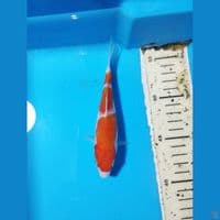 kohaku 15cm
