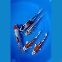 mix size : 25 30cm