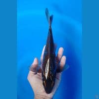 mukasi size : 25cm 