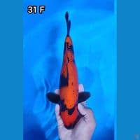 Utsuri Tembus Perut Quality 31cm Betina 