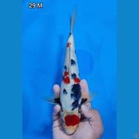 Maruten Showa Original 29cm Jantan 