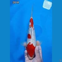 Ginrin Original 28cm Jantan 