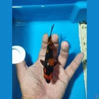 hiutsuri 13cm
