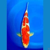 gosiki 45 cm